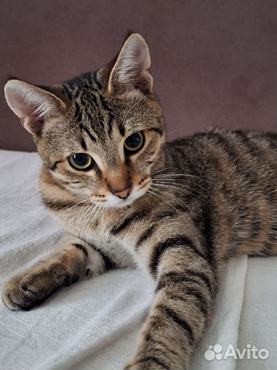 Бенгальский кот