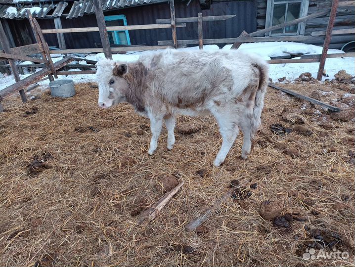Продам тёлок