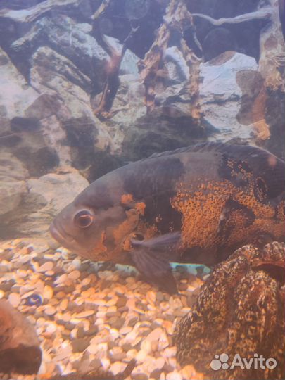 Аквариумные рыбки