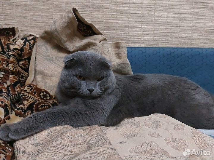Шотландский кот вязка