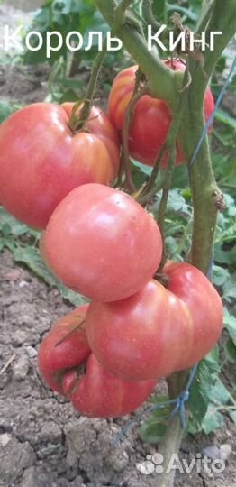 Семена коллекционных томатов