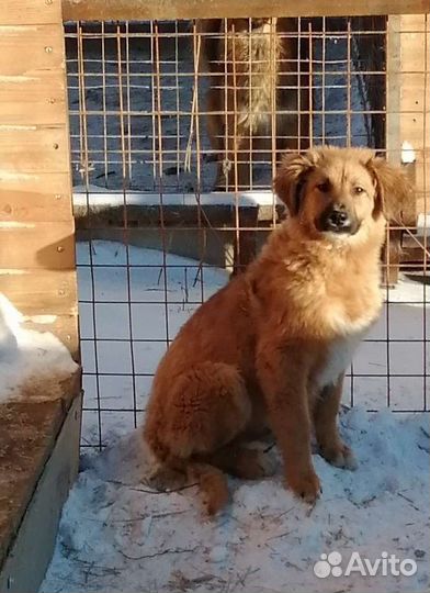 Собака в добрые руки отдам бесплатно