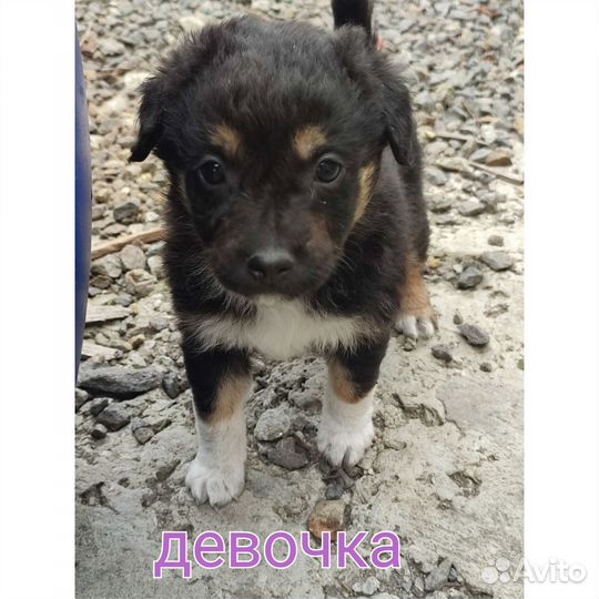 Щенки