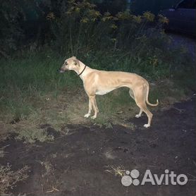 Borzoi olx sales