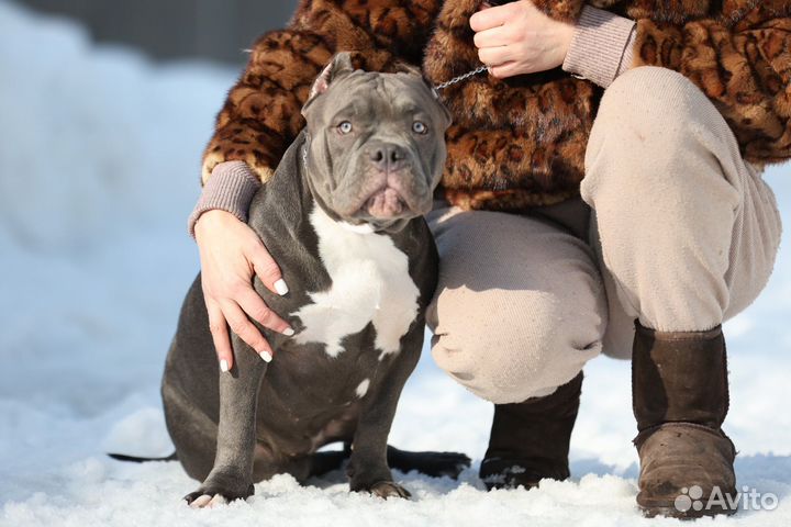 Американский булли Девочка