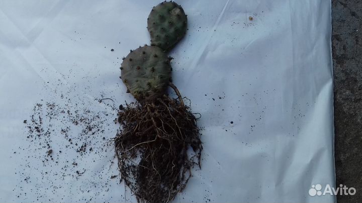 Зимостойкая карликовая опунция 