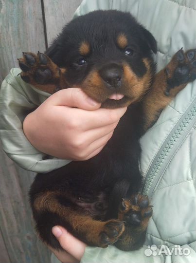 Щенки ротвейлера