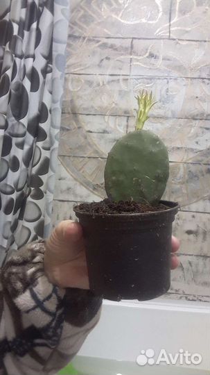 Кактус опунция