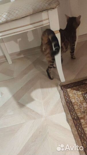 Бенгальская кошка