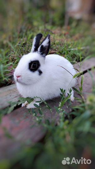 Кролики декоративные привиты