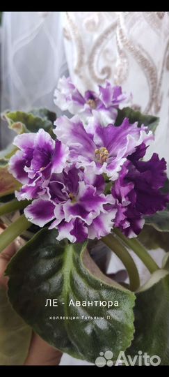 Фиалка свежесрезанный лист