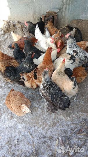 Яйцо куриное домашнее