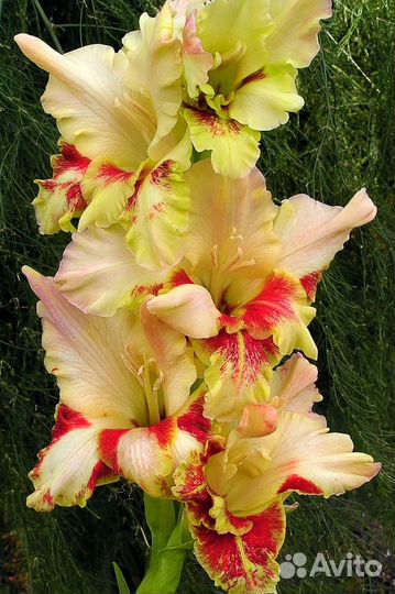 Гладиолус Дыхание Лета. Луковицы 2 шт