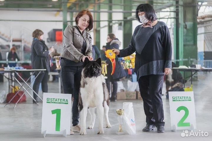 Кобель для вязок. Щенки американской акиты