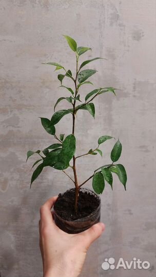 Фикус триангулярис и диверсифолия