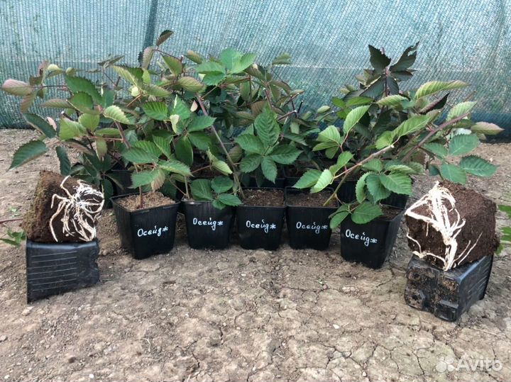 Осейдж сладкая ежевика без колючек (саженцы)