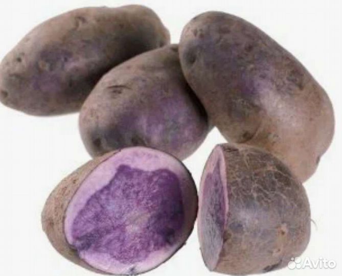 Продам картофель фиолетовый