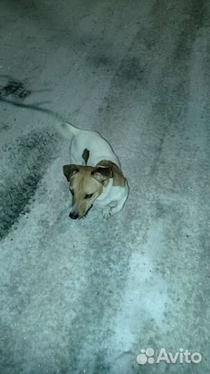 Джек Рассел терьер (ищу невесту)