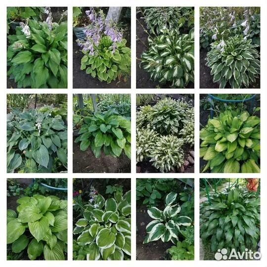 Хосты.Лилии.Лаванда