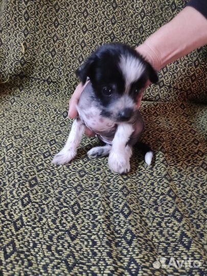 Мини Китайчата