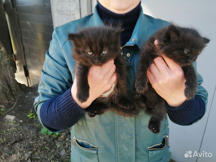 Кошка в дар бесплатно