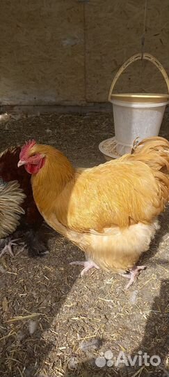 Молодые петухи