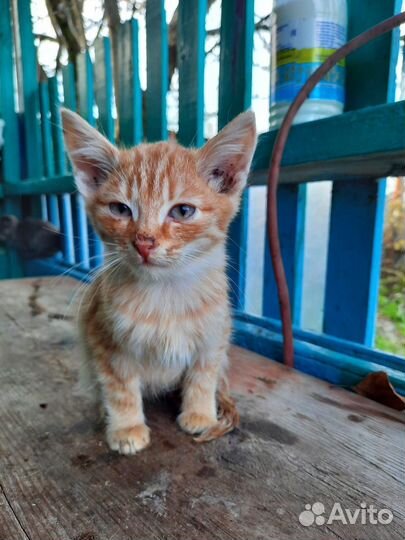 Котята (4 месяца)