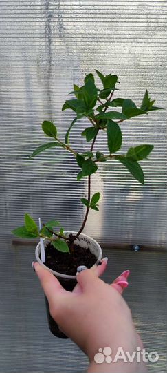 Гортензия метельчатая Ванила фрайз