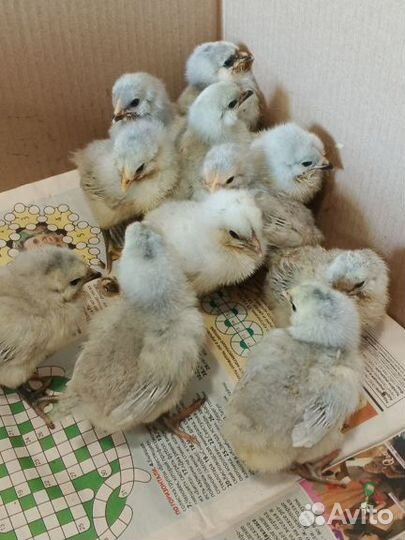 Цыплята амераукана лаванда