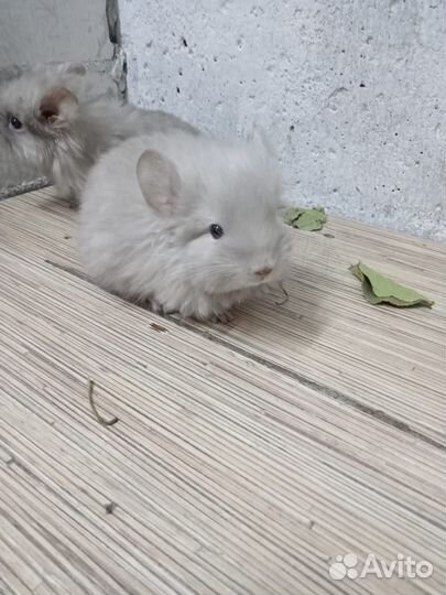Шиншиллы
