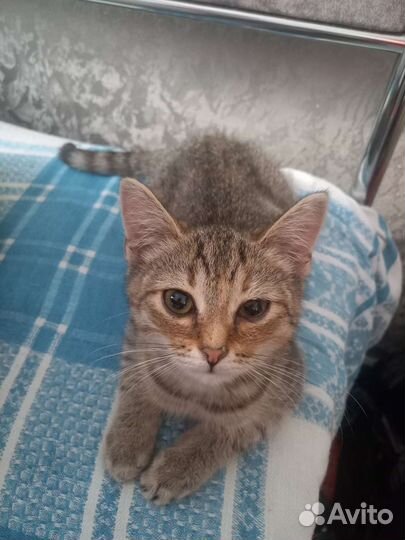 Кошка в дар