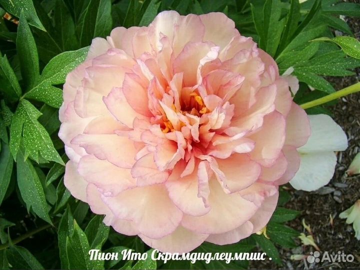 Пионы (растения в горшках)