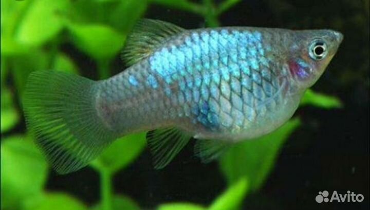 Аквариумные растения и рыбки