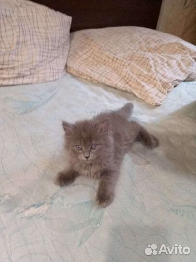 Британские котята