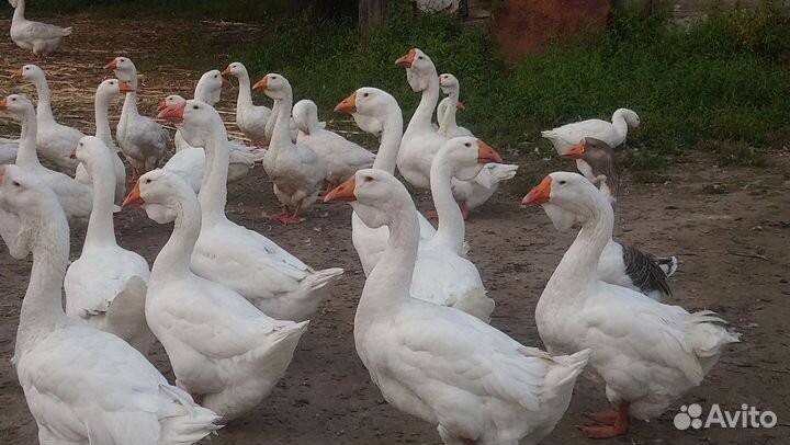 Холмогорские гуси