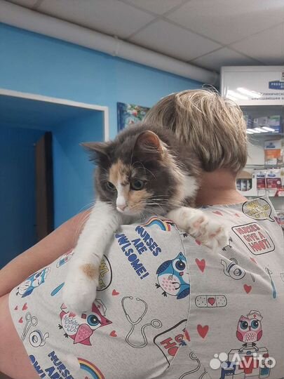 Шикарная приученная Ася 7мес