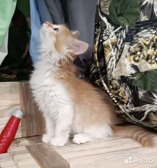 Кошка в дар бесплатно