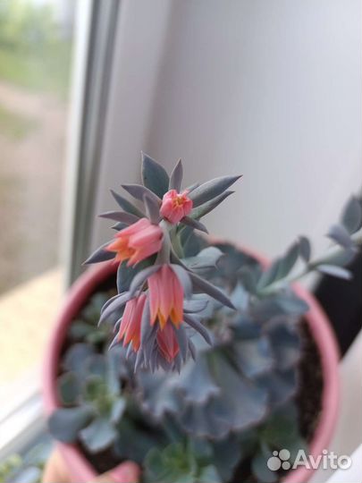 Экзотическое редкое растение