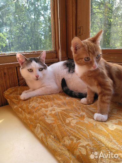 Отдам в добрые руки