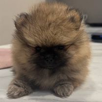 Померанский шпиц, щенок