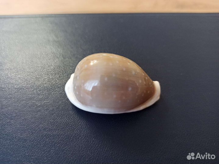 Морская раковина