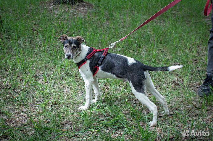 Майкл очень хочет стать домашним