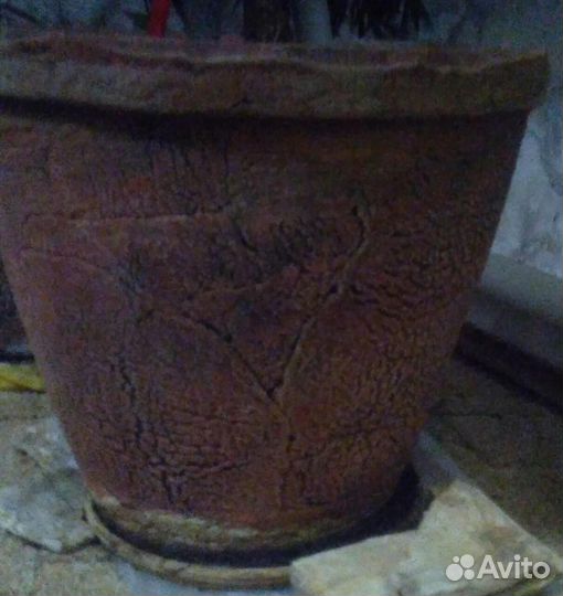 Роициссус, растет в большом глиняном горшке