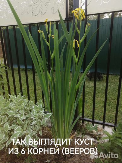 Ирис болотный гигантский выше Н160 см кустом