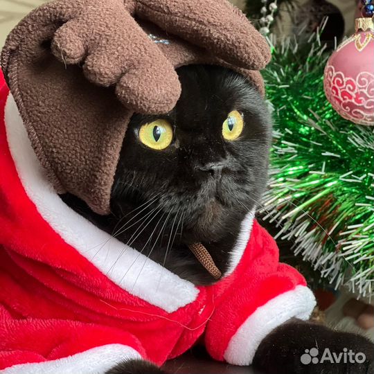 Шапка новогодняя для животного