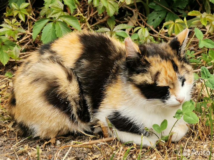 Спасите Мурочку с детками