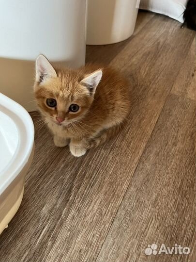 Котята в добрые руки 2,5 месяца