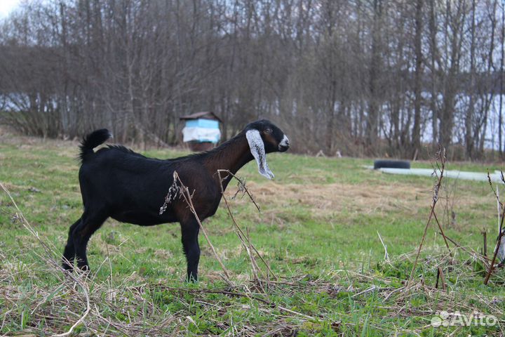 Продам нубийскую козу