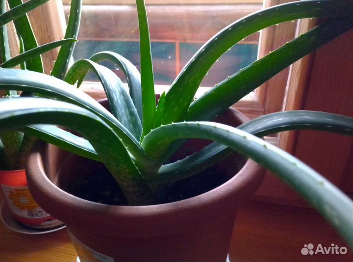 Алоэ Агава трехлетний (алоэ Вера)