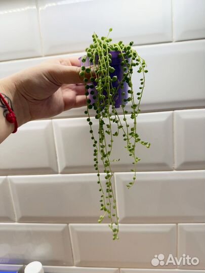 Крестовник роули